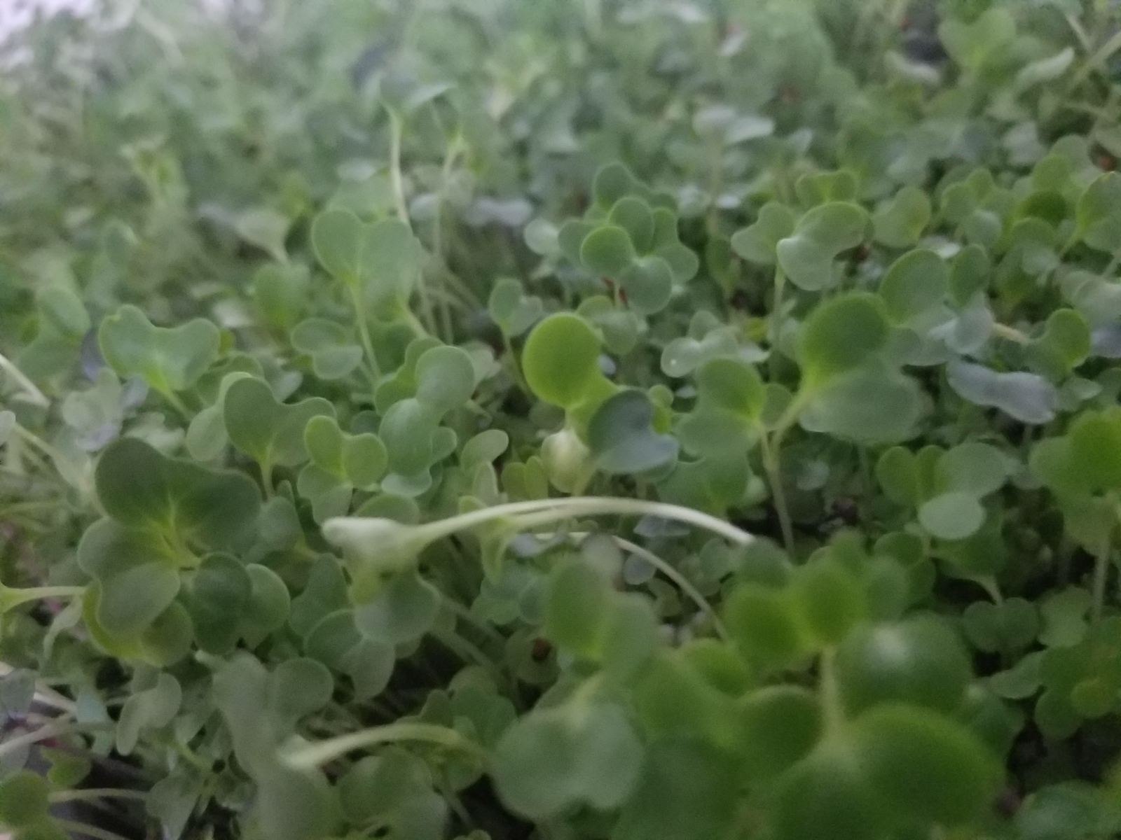 spicy-salad-mix-microgreens-3